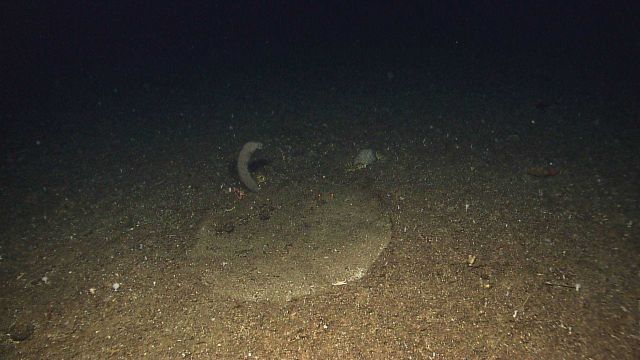 A circular geologic feature that appears to have oozed up through the seafloor and left a circular raised area. Picture