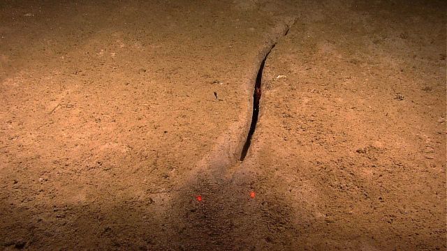 A nearly linear furrow in the seafloor with a large red shrimp living in the furrow. Picture