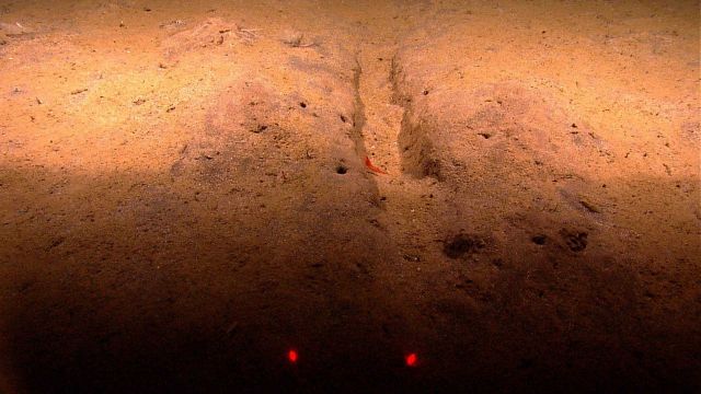 A small trench, perhaps caused by a whale foraging along bottom, with a red shrimp. Picture