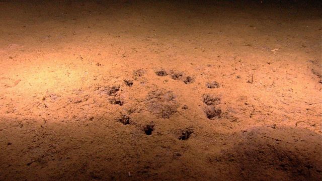 The equivalent of a deep sea crop circle Picture