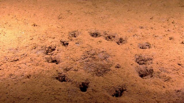 The equivalent of a deep sea crop circle Picture