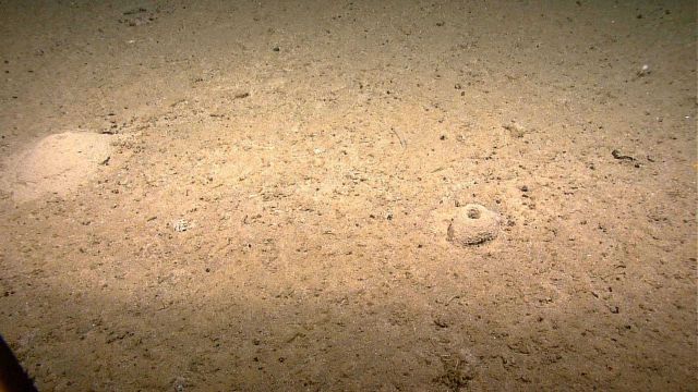 Small conical mounds with holes in the top, probably some sort of animal burrow Picture