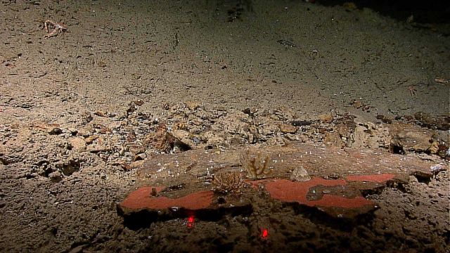 A slab of mudstone, possibly part of landslide debris Picture