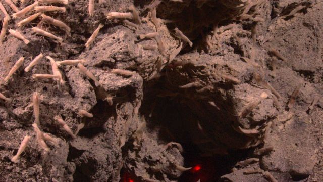 Shrimp in vicinity of hydrothermal vent on Kawio Barat Picture