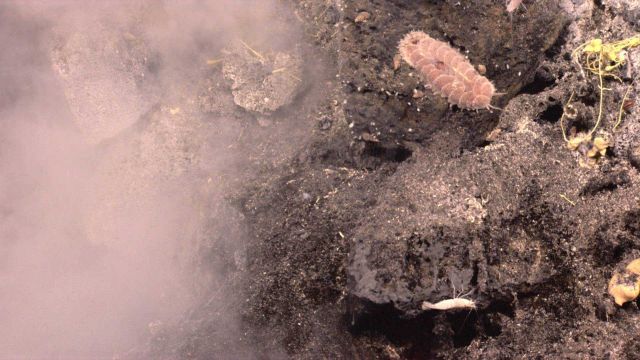 A nearby hydrothermal vent, a scale worm, shrimp, and precipitates of native sulfur at a vent field on Kawio Barat. Picture
