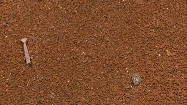 A vent shrimp on a carpet of granular material in the Kawio Barat vent field. Picture
