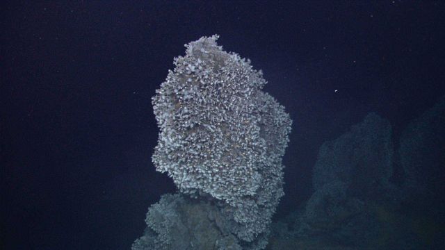 A hydrothermal spire covered with barnacles on Kawio Barat. Picture