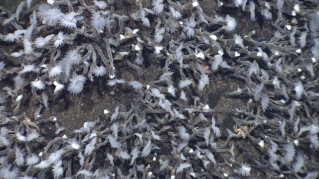 Barnacles feeding at the hydrothermal field at Kawio Barat Picture