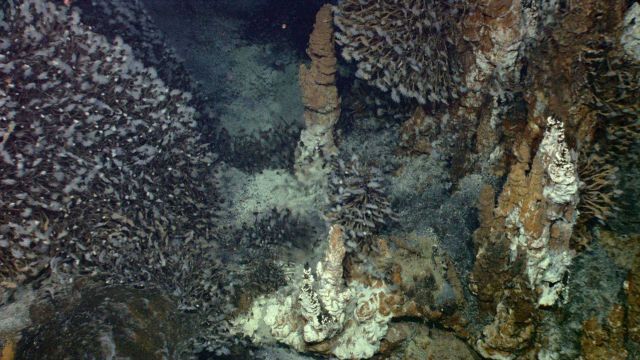 Barnacles attached to hydrothermal vent spires feeding at Kawio Barat. Picture