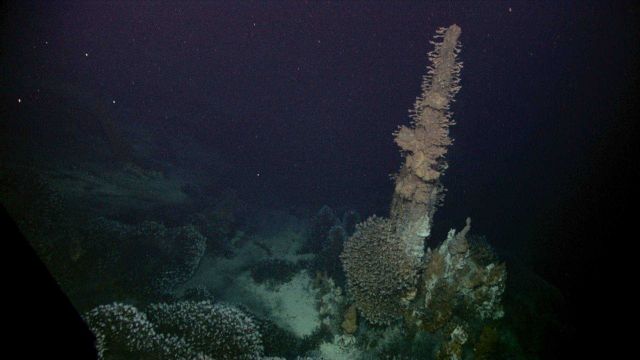 Barnacles attached to hydrothermal vent spires feeding at Kawio Barat Picture