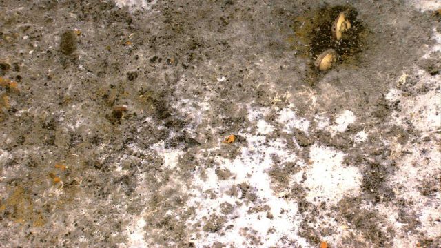 The first animals sighted on this initial dive to Kawio Barat were clams sparsely scattered over the sediment and white mats, both of which use vent f Picture