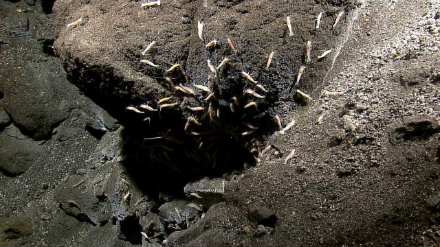 Shrimp at a vent site at Kawio Barat. Picture