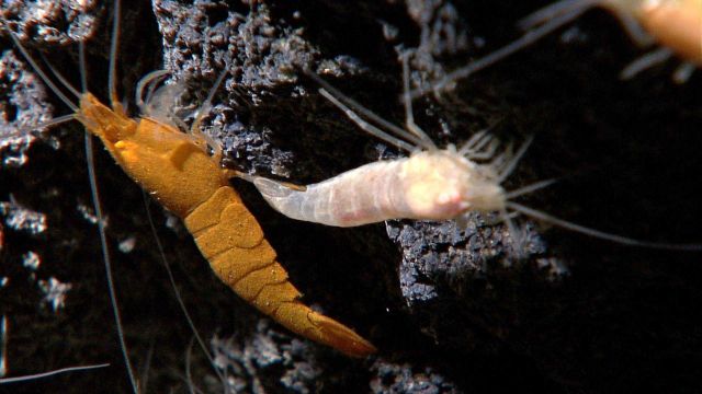 Vent shrimp, one covered with what might be yellow bacterial material. Picture