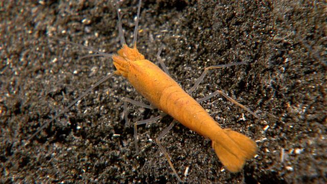 Shrimp covered with yellowish orange bacterial material. Picture