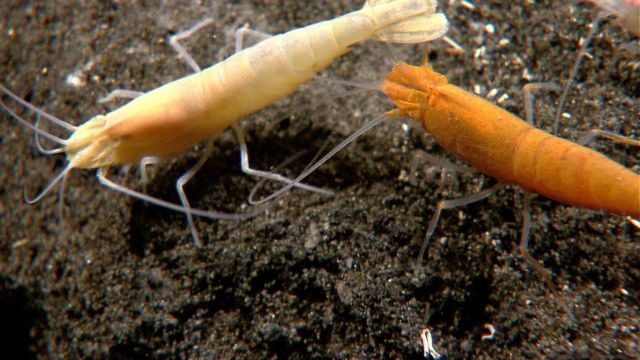 Vent shrimp - one covered with yellow-orange bacterial material and other covered with white material. Picture