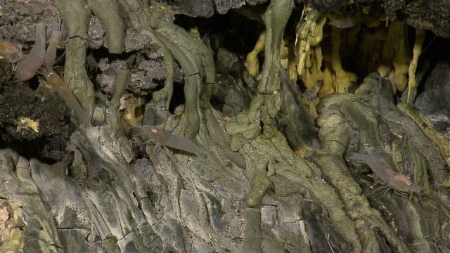 Vent shrimp on frozen rivulets of gray and yellow sulfur. Picture