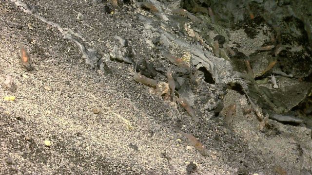 Vent shrimp, gray rivulets of native sulfur, and some balls of yellow sulfur seen on volcanic gravel-like material in lower left. Picture
