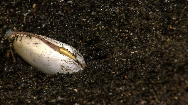 Clams were sparsely scattered over the sediment near the vent fields of Kawio Barat. Picture