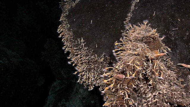 Barnacles with cirri extended, large chiton, and shrimp on vent structure at Kawio Barat. Picture