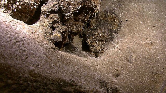 White bacterial mat and some shrimp at Kawio Barat. Picture