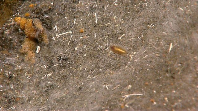 Bacterial mat with bristle worm (polychaete worm) and gastropod. Picture