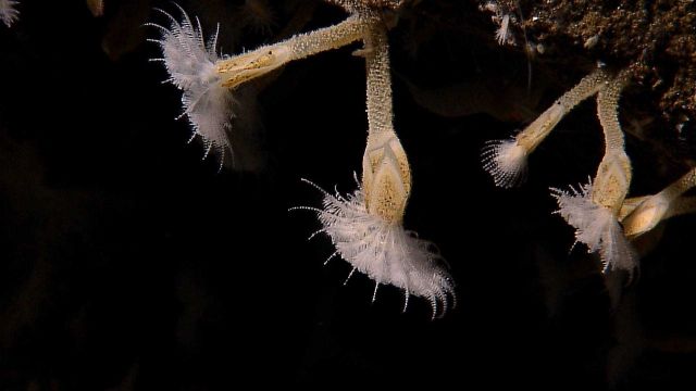 Barnacles with cirri extended at Kawio Barat. Picture