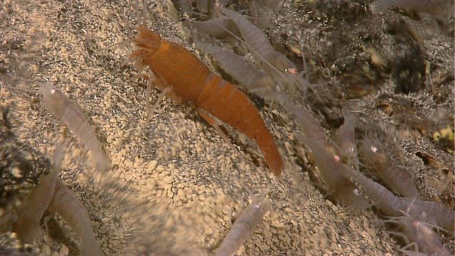 A large orange shrimp among smaller white ones at Kawio Barat hydrothermal vents field. Picture