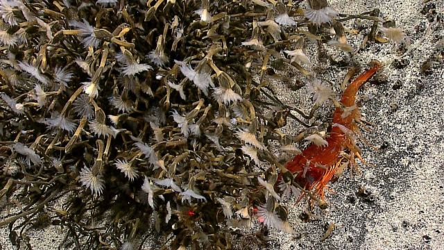 Large red shrimp at the edge of a field of barnacle on Kawio Barat Picture