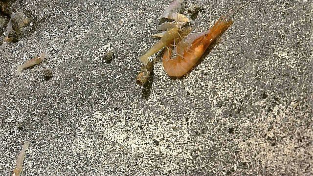 Small vent shrimp scavenging larger dead shrimp in vicinity of hydrothermal vent Picture