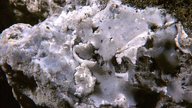 Bacterial mat covering rock in vicinity of hydrothermal vent. Picture