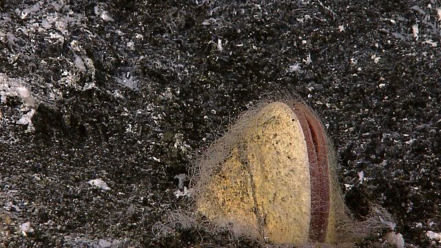 A clam semi-immersed in the sediment in the vicinity of hydrothermal venting activity and covered with hair-like strands of bacterial material. Picture