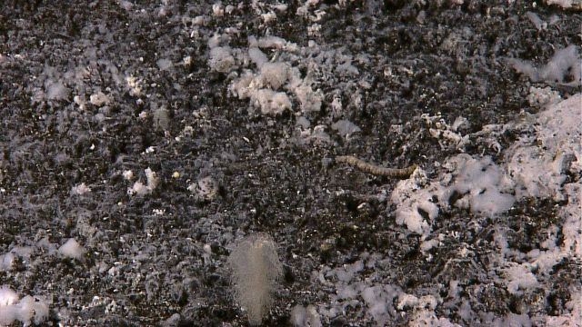 White bacterial mat covering sediment in vicinity of hydrothermal vent Picture