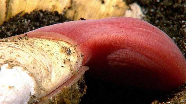 Large protruding muscular foot of clam is red because of intracellular hemoglobin Picture