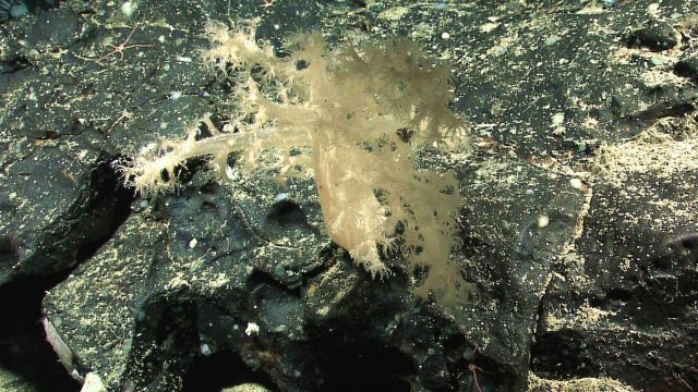 White alcyonacean coral bush Picture