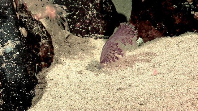 Pennatulacean coral Picture