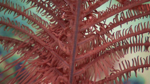 This black coral, in addition to the two galatheid crabs weighing it down, possessed strange tendrils hanging in the water column, seemingly wrapped a Picture