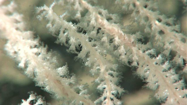 Close up on octocoral, likely a member of the family Primnoidae Picture