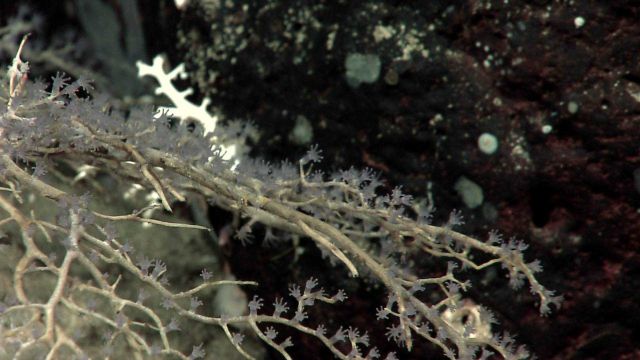 Extended octocoral polyps on branches of a coral bush. Picture
