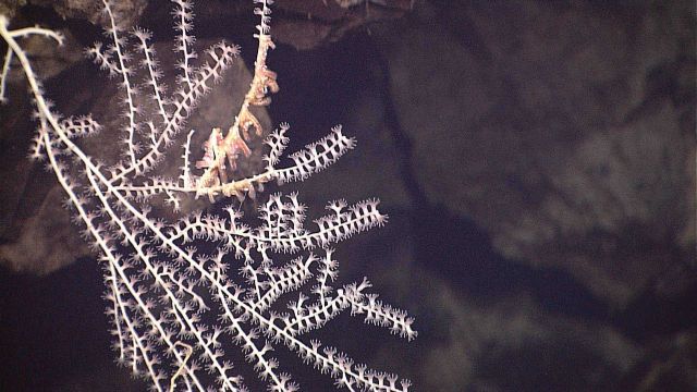 A small bamboo coral buth with polyps extended Picture