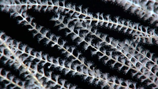 Close-up of primnoid octocoral polyps Picture