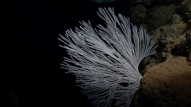 Primnoid coral bush Picture