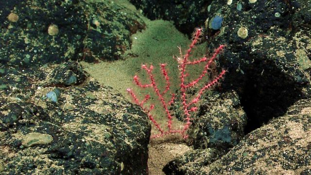 Red gorgonian octocoral Picture