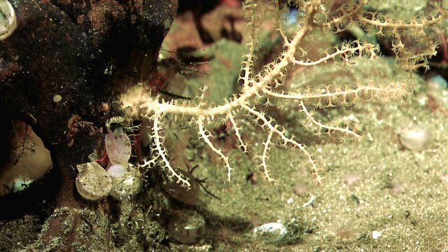White sparsely branched octocoral Picture