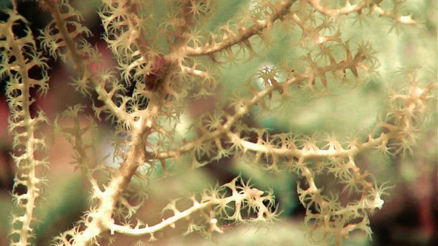 White sparsely branched octocoral Picture