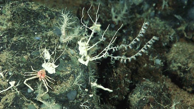 Small bamboo coral with black bands on branches, galatheid crab, and small gray sponges Picture