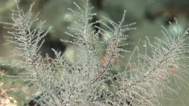 Delicate polyps and branches of small 