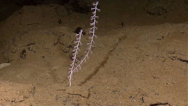 White bamboo coral with polyps extended Picture