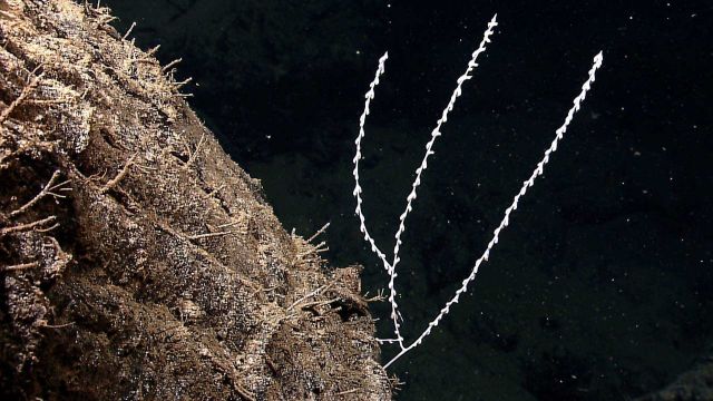 Small bamboo coral on a near vertical outcrop. Picture