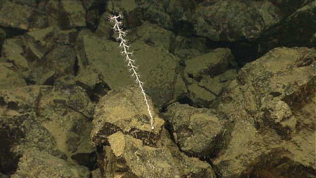 Small coral stalk attached to an angular volcanic rock boulder. Picture
