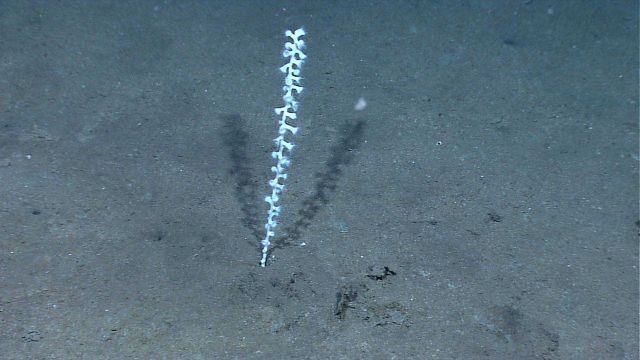 Small coral stalk growing from a sand and mud substrate. Picture